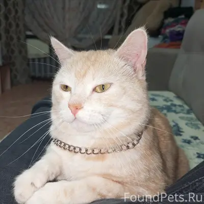 Пропал кот Миша