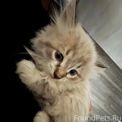 Пропал котёнок, Пролетарская улица