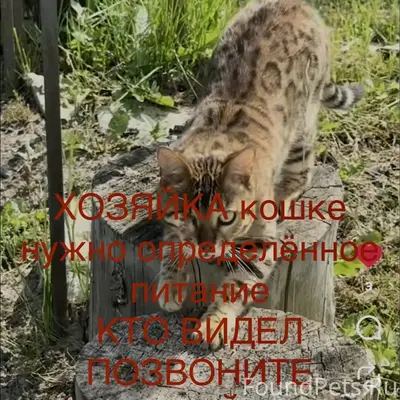 Пропала бенгальская кошка Манечка, Звенящие кедры