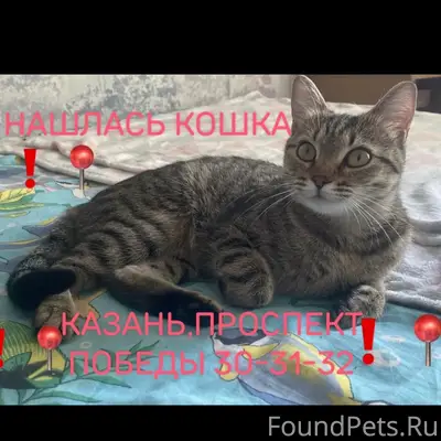 Найдена кошка, проспект Победы