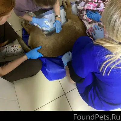 Пропала собака, Ворошиловский район