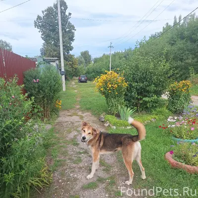 Найден крупная собака, рядом с Русским парком