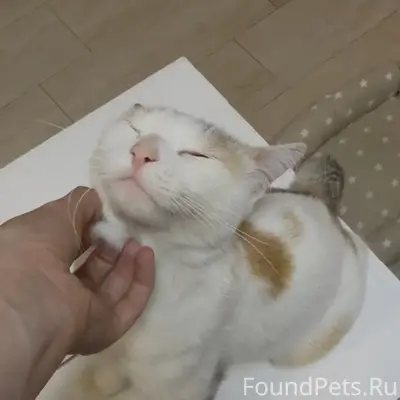 Пропала кошка, район Восточно-Кругликовской 72