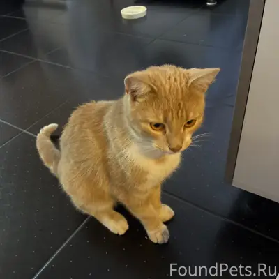 Найден домашний кот, Воровского 50