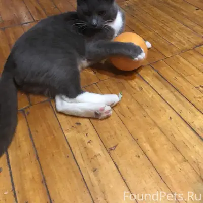 Пропал кот Том, Архангельск