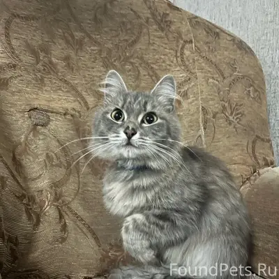 Найдена молодая кошка, возле Фортуны