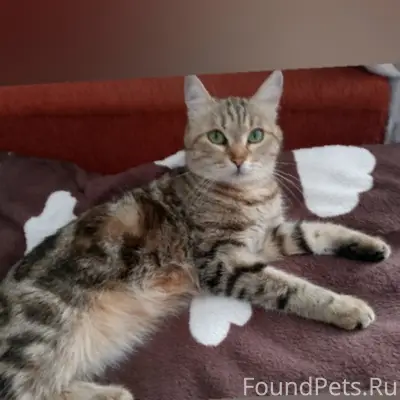 Пропала кошка Муся, район ступенчатого дома