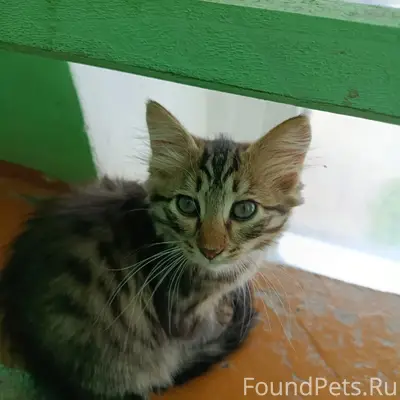 Найдены котята, Куйбышева, 3