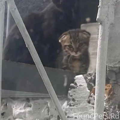 Найдена кошка с котятами, Минусинск