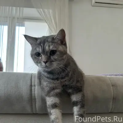 Пропала кошка, район нижнего Шанхая