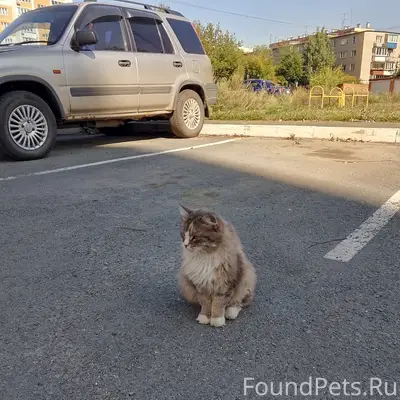 Найдена кошка, без породы