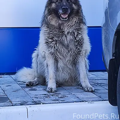 Найден пёс, возможно потерялся, ул. Высоковольтная