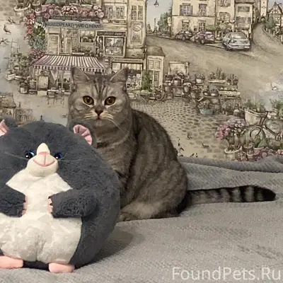 Пропала британская кошка Мила