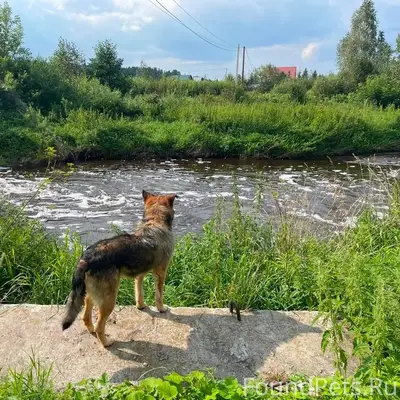 Найден пёс, Красный Маяк