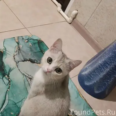 Пропал кот Барсик, Заводская улица