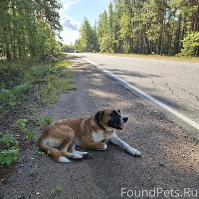 Найден щенок, Выборгский район