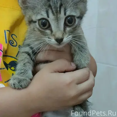 Найден котенок, район Молодежного б-ра д. 14