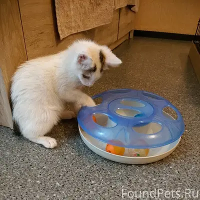 Найдена белая кошка, Бежицкий район
