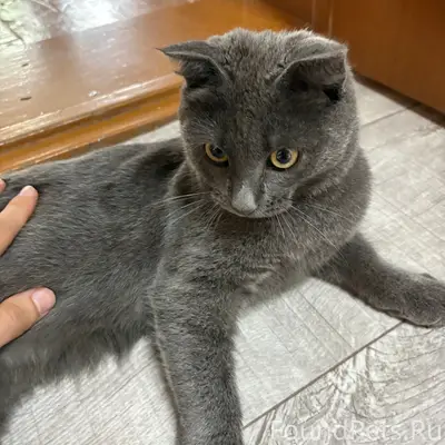 Найдена вислоухая кошка, нижняя часть
