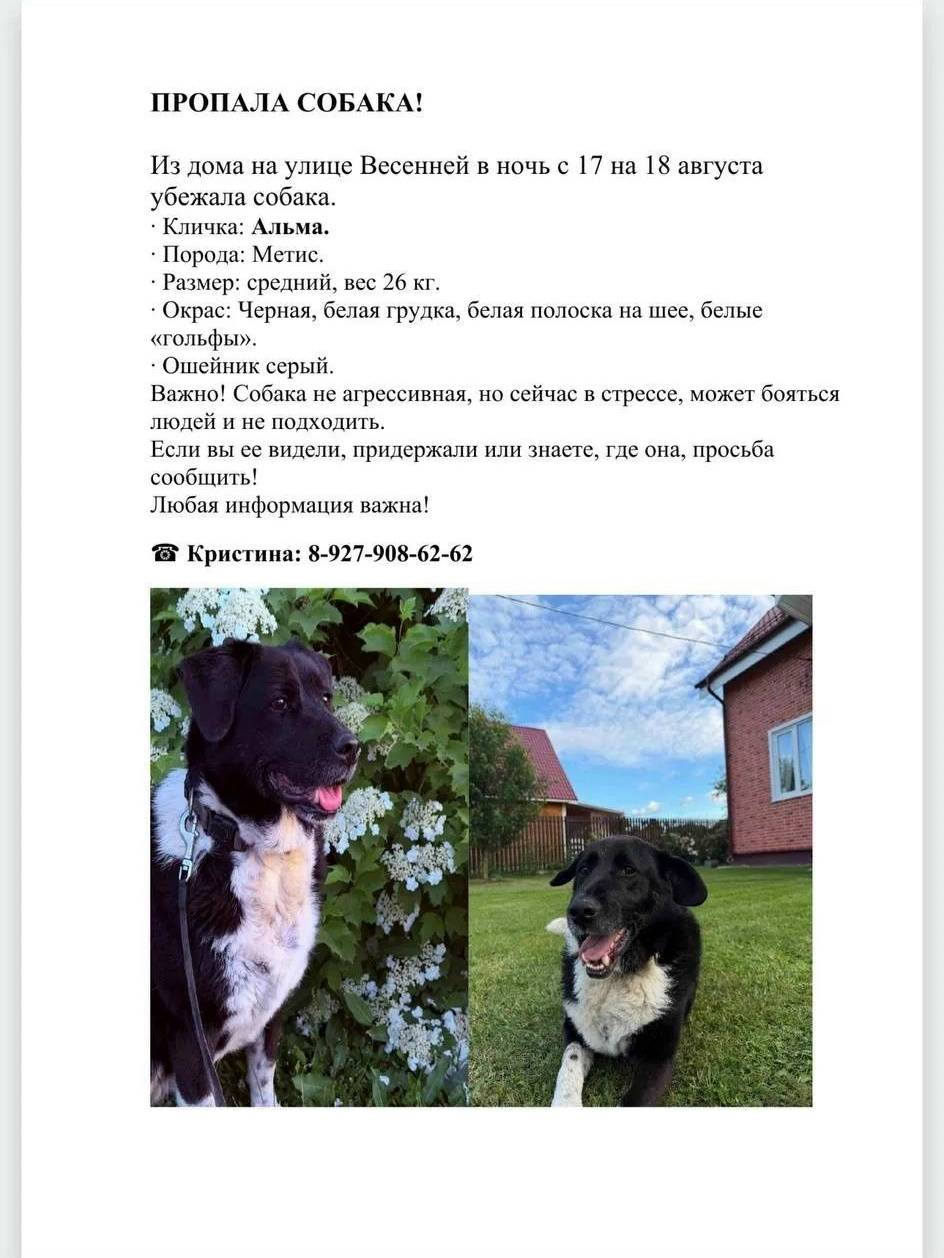 Пропала собака