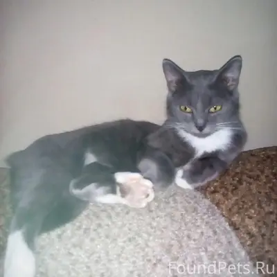 Пропала кошка Буся, район ул. Максима Горького