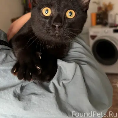 Найден чёрный котёнок, Фролы