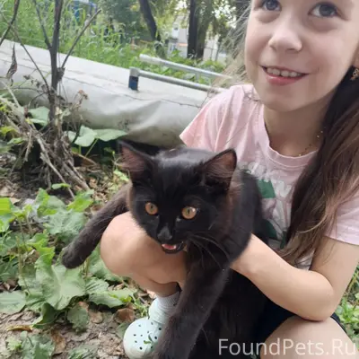 Найден котёнок, нуждается в передержке
