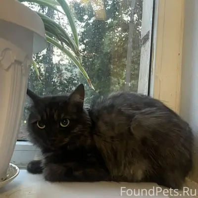Найдена кошка Софи, Керамик