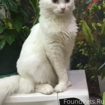 Пропала домашняя кошка Бэлла, район ул. Победы