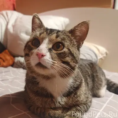 Найден кот, улица Гоголя