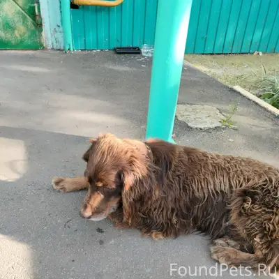Найден пёс, [место не указано]