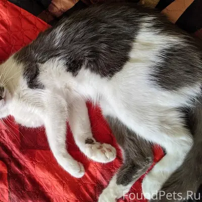 Пропала кошка, Керчь, Аршинцево