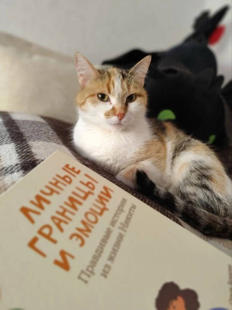 Пропала трёхцветная кошка, Москва
