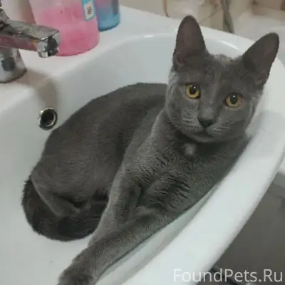 Пропала кошка, район гаи