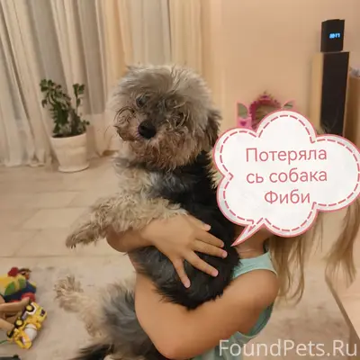 Пропала маленькая собака Фиби, черно окраса