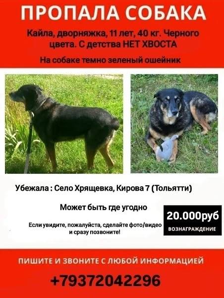 Пропала дворняжка Кайла, село Хрящевка