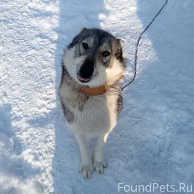 Пропала собака, деревня Яконское