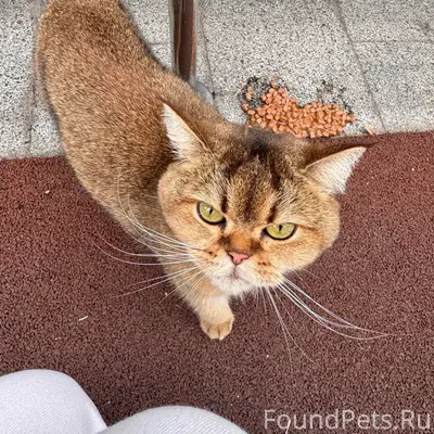Найдена кошка, метро Жулебино