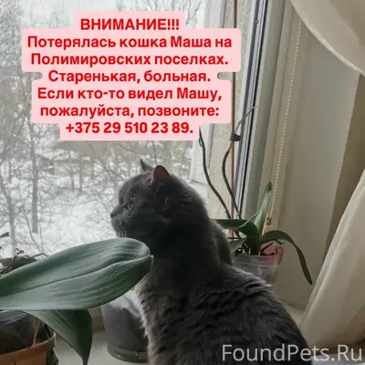 Пропала британская кошка Маша, Полимировские посёлки