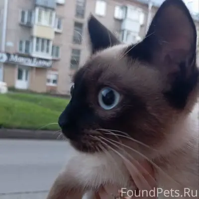 Найдена сиамская кошка, Советский проспект