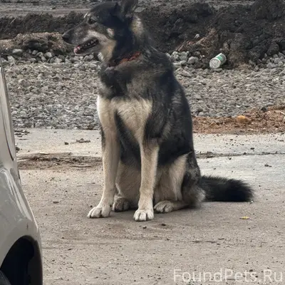 Найден пёс с повреждённой лапой, у детского музыкального театра