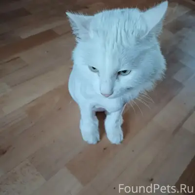 Пропал кот Белкин, Ленинский район