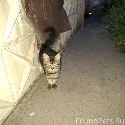 Найден котёнок, улица Мира 63/4