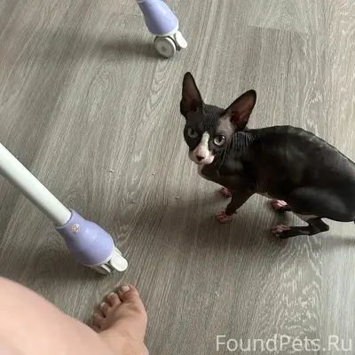 Найдена кошка, район шугана
