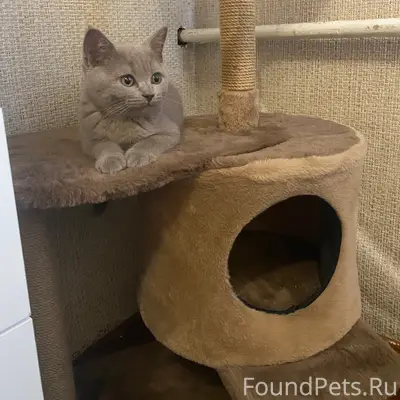 Пропал британец Марик, Сутырино