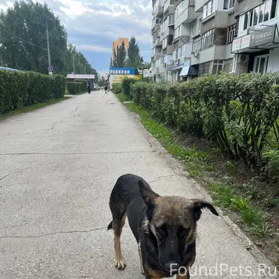 Найден пёс, Автозаводский район, Тольятти
