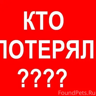 Найден кот, Анненки, Калуга