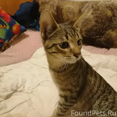 Найдена кошка, ул. Рязанская