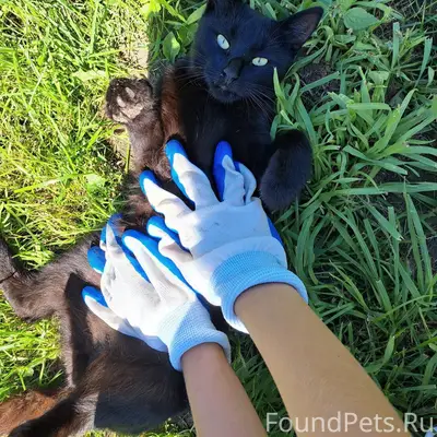 Найден кот, район ул. Одесская, ул. Глинки