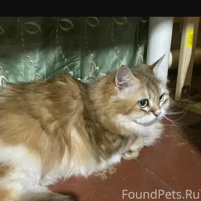 Пропала кошка бобтейл, ул. Серова